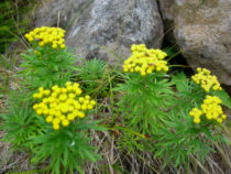 イワインチン (1)