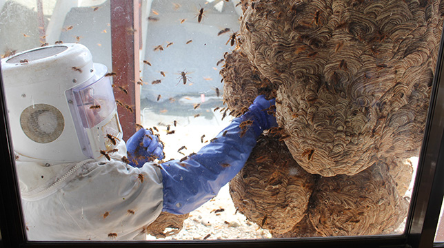 蜂天国 - 一般社団法人 信州とうみ観光協会