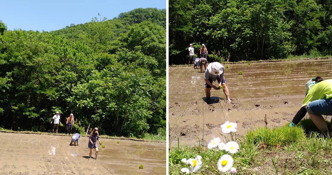 みんなで米づくり その１田植え 5月上旬 6月上旬 一般社団法人 信州とうみ観光協会