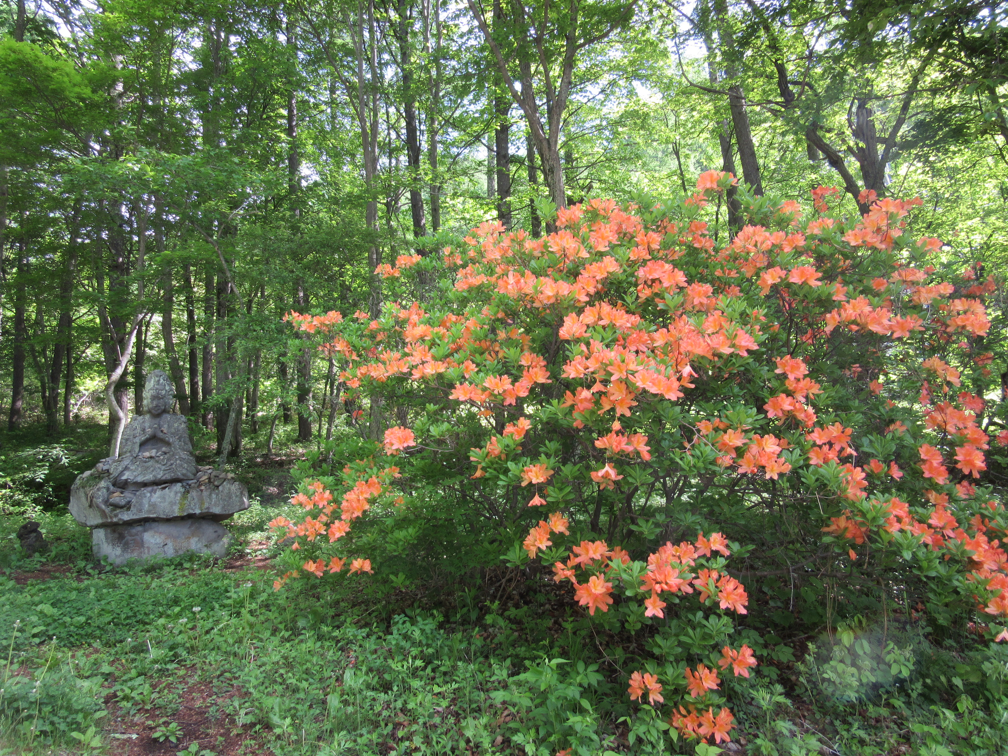 年 レンゲツツジ開花情報 年6月1日 一般社団法人 信州とうみ観光協会