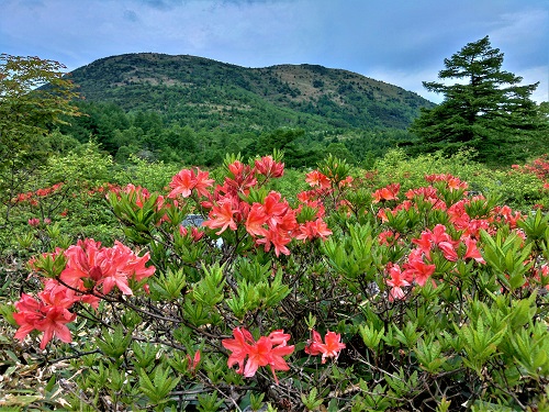 レンゲツツジ開花情報 ２０２１年６月1８日現在 一般社団法人 信州とうみ観光協会