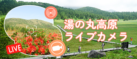 ライブカメラ