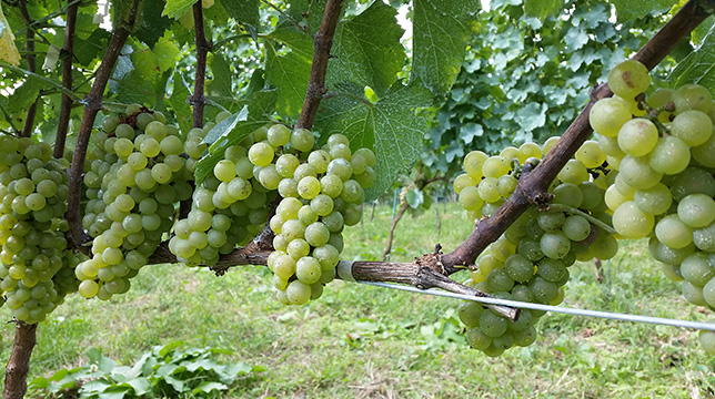 496ワイナリー／シクロヴィンヤード – 一般社団法人 信州とうみ観光協会