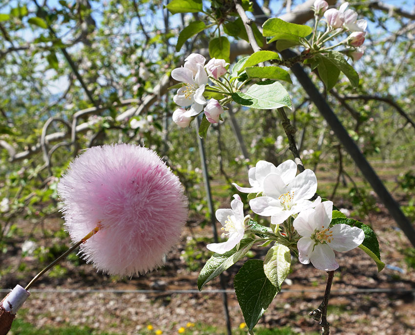 りんごの栽培作業➀（花粉採取と人工授粉など）