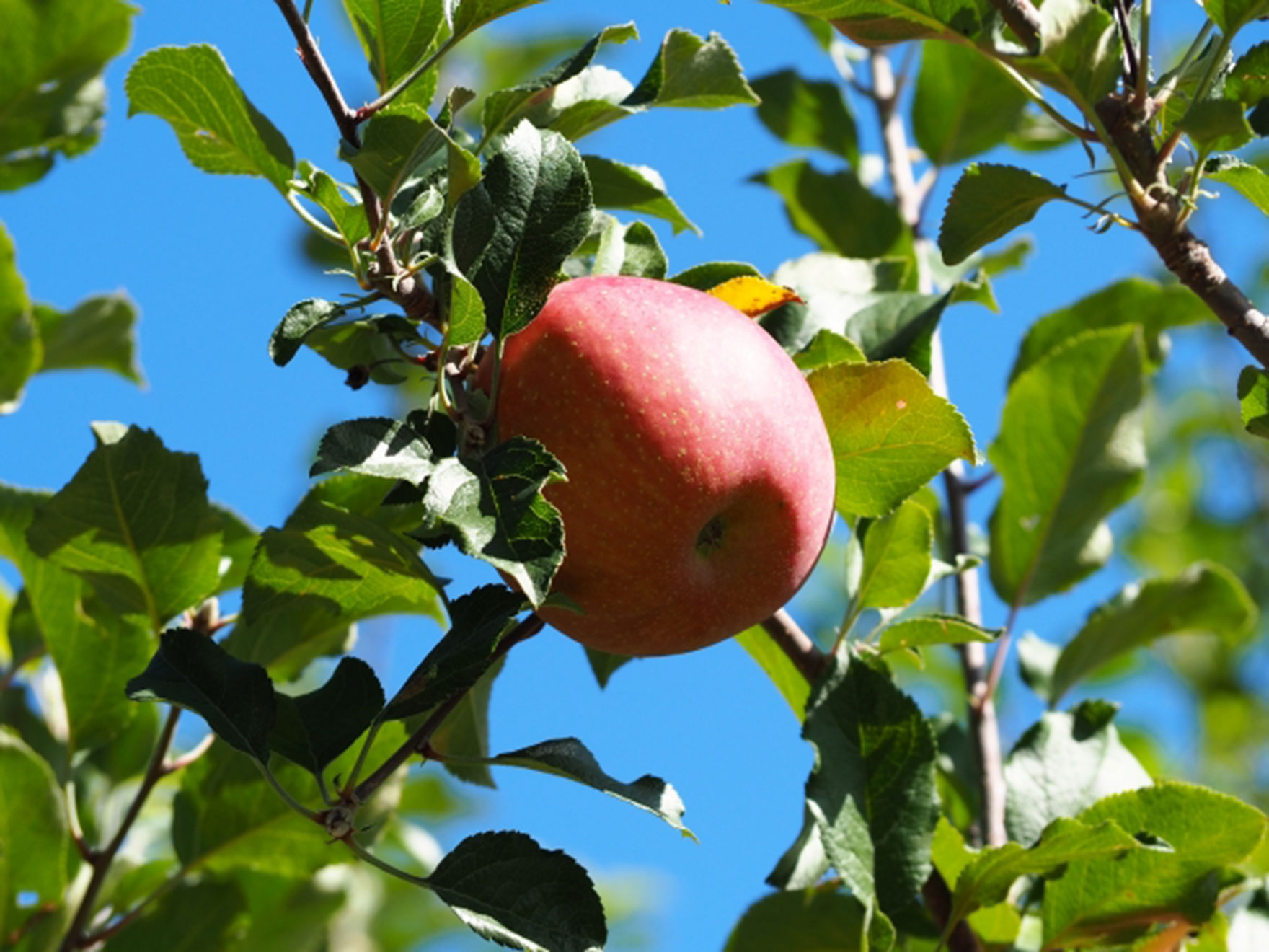 りんごの栽培作業③（着色管理など）